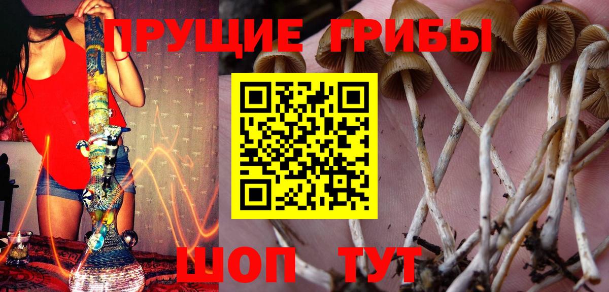 Тавда  купить наркотик  Вход с VPN  Галлюциногенные грибы прущие грибы 